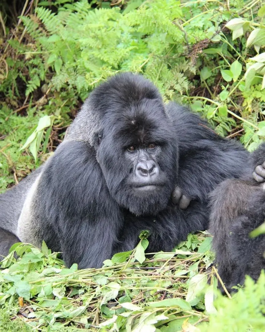 Rwanda gorilla trekking safari