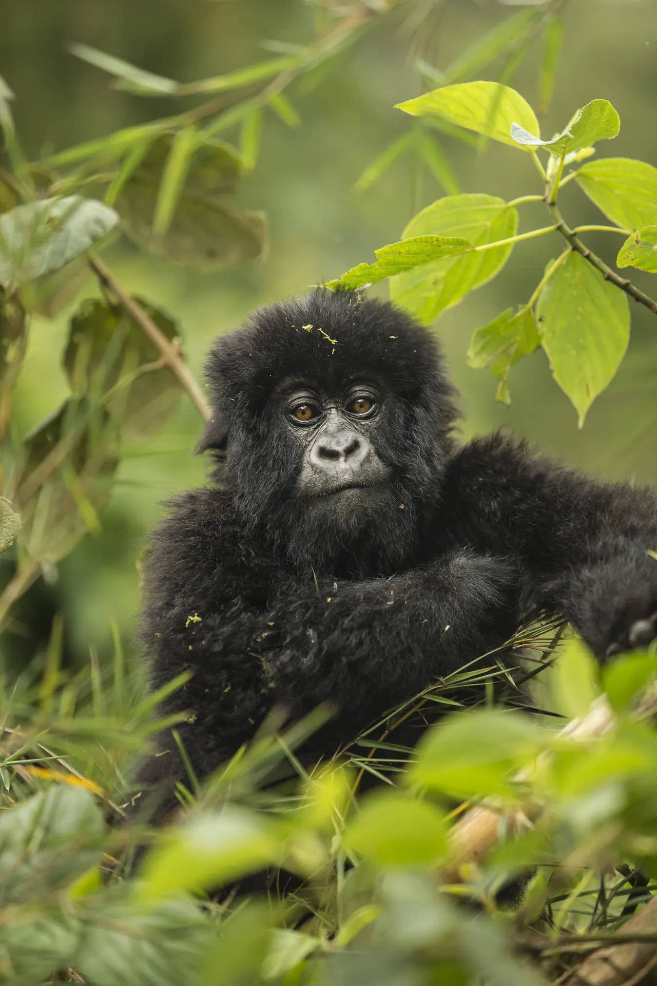 Rwanda gorilla and golden monkey trekking safari