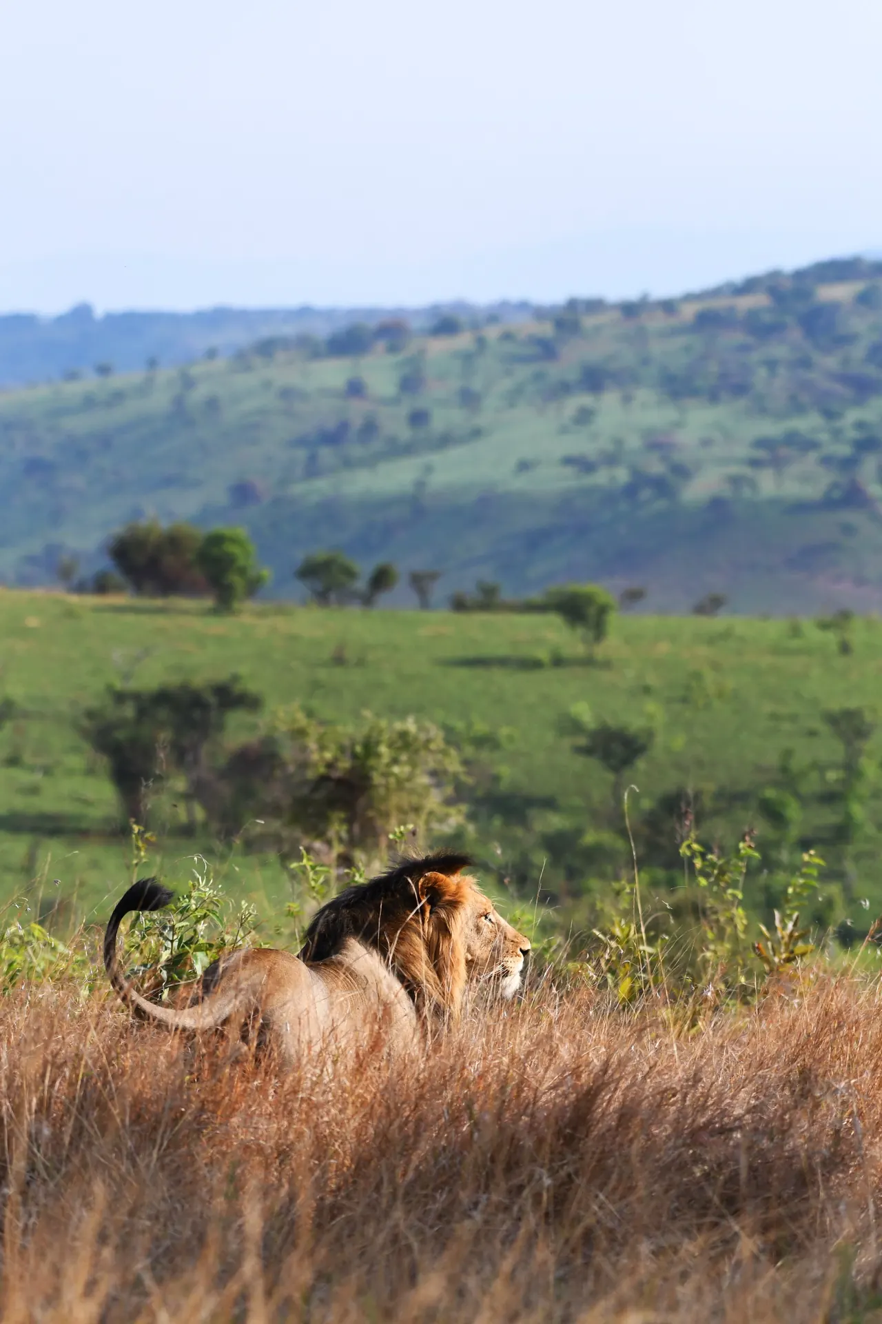 Rwanda Big Five and gorilla trekking safari