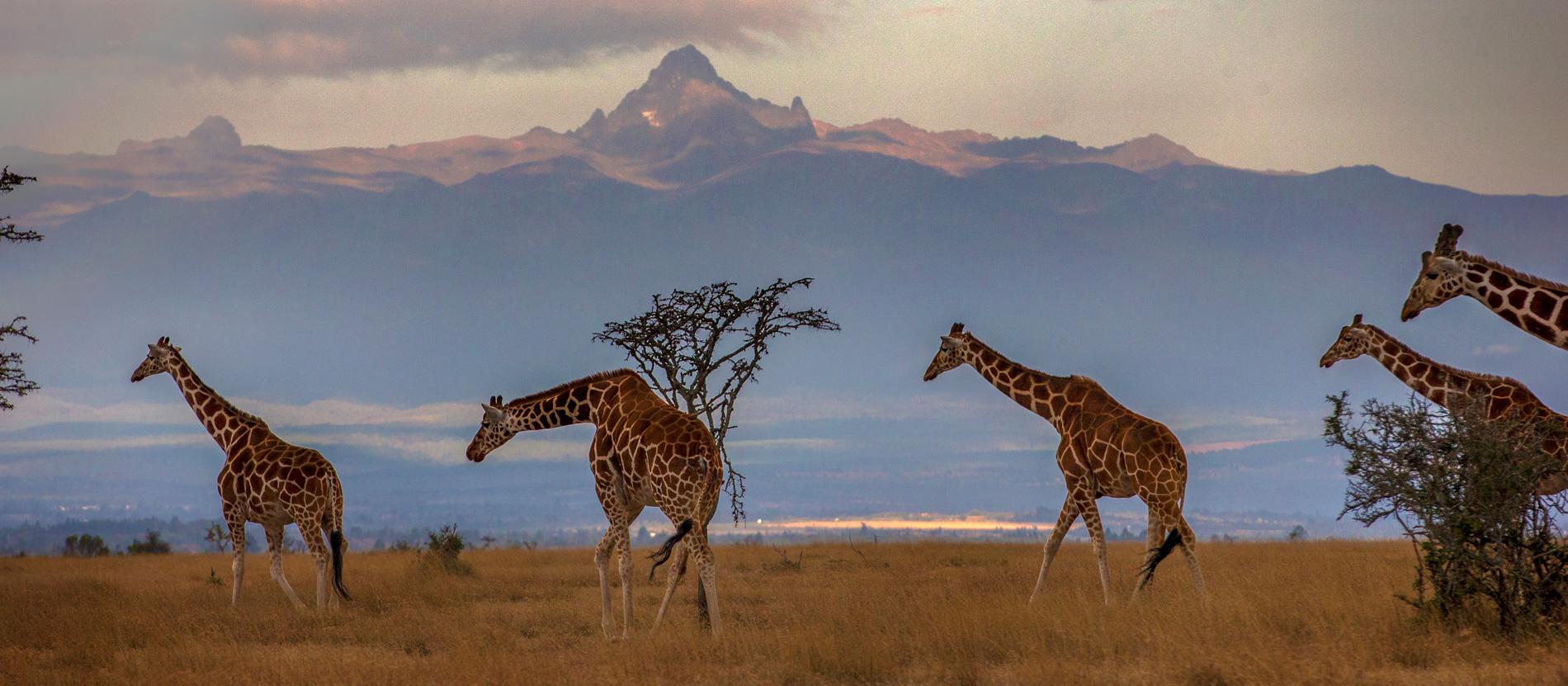 Kenya safari landscape