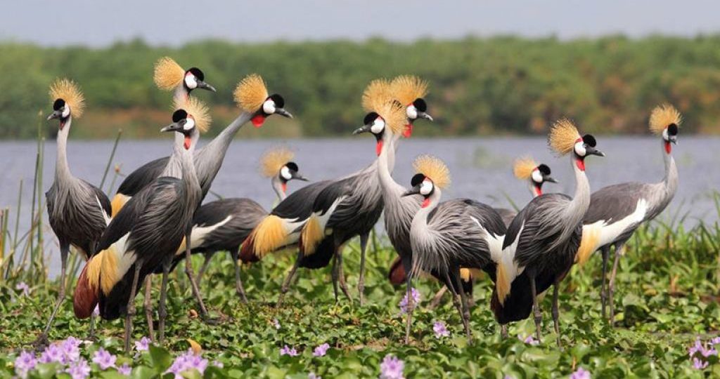 Uganda safari landscape