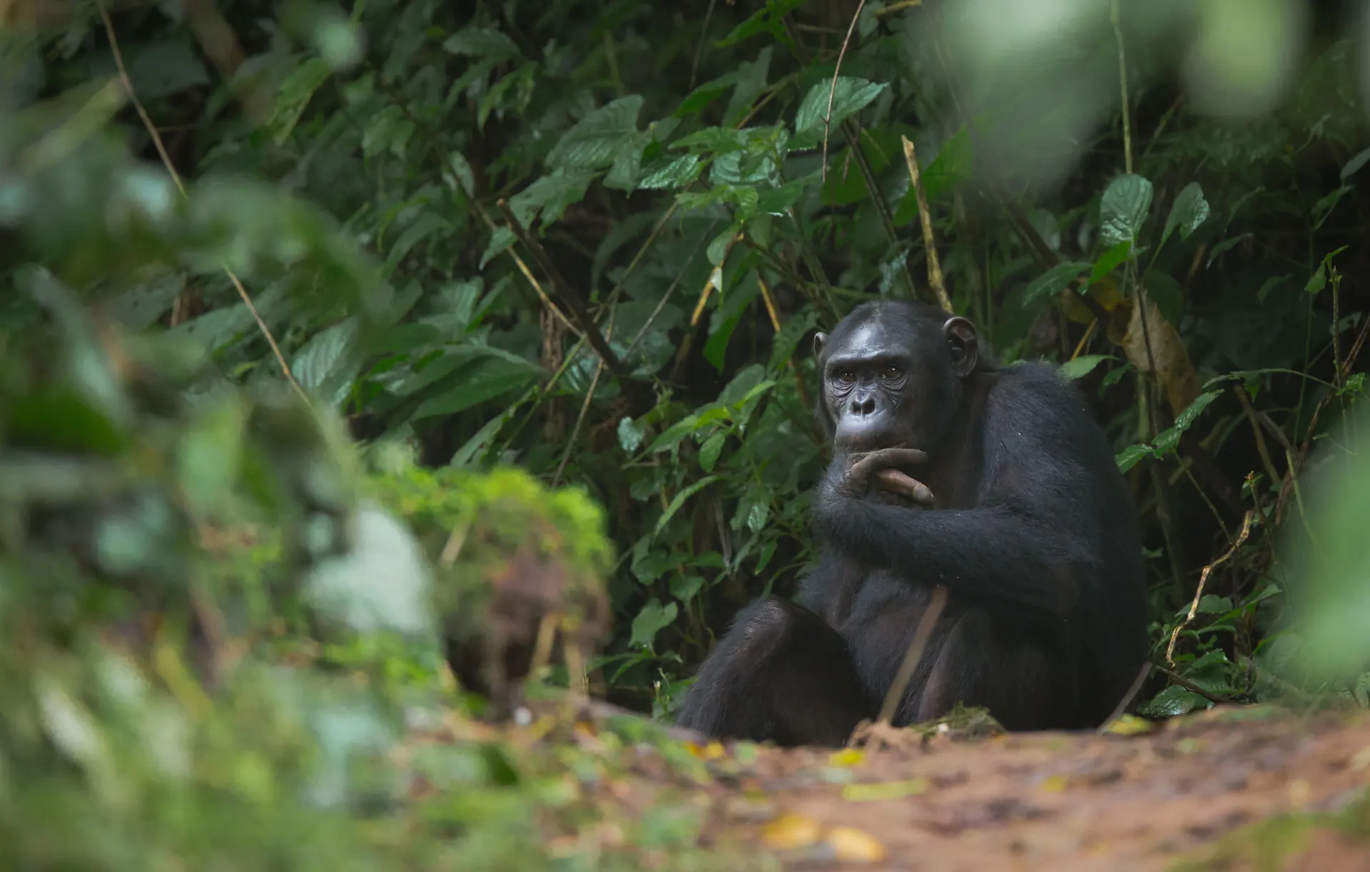 Chimpanzee trekking and canopy walk in Nyungwe