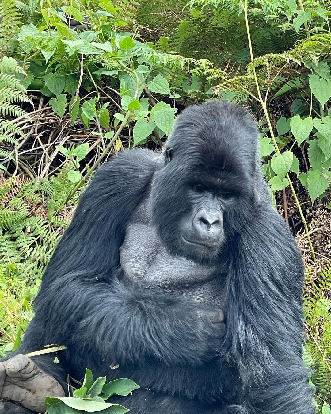 Rwanda gorilla trekking Akagera safari and Lake Kivu destination