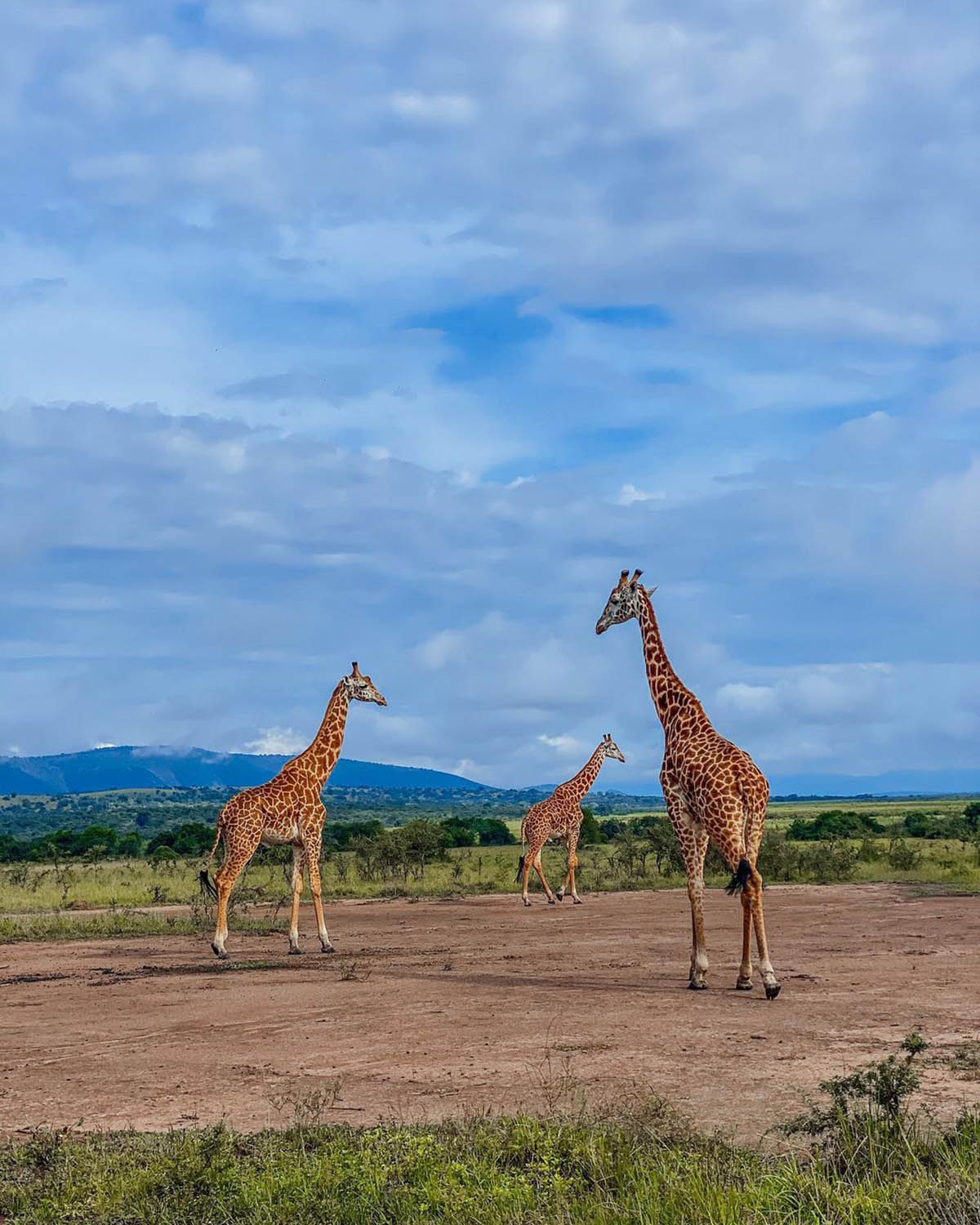Giraffe on East Africa wildlife safari