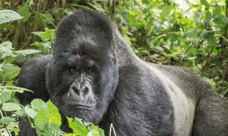 Luxury gorilla safari lodge experience