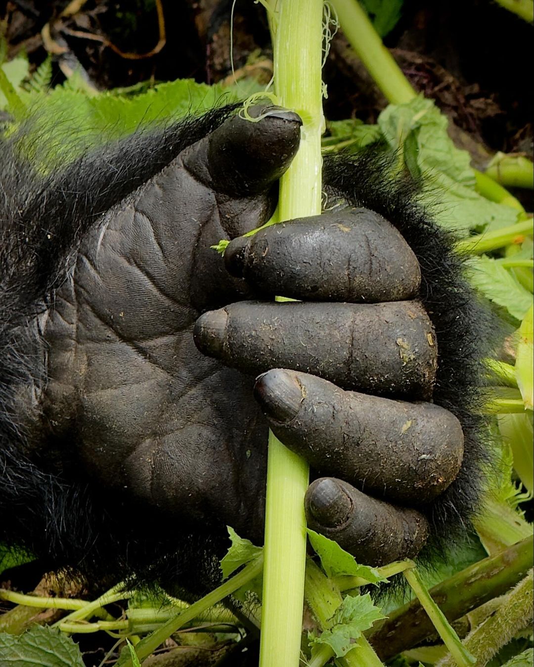 Close view of mountain gorilla during trekking