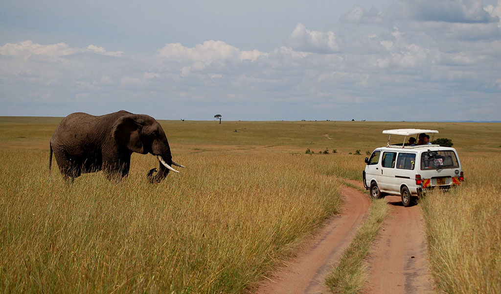 Kenya safari highlights wildlife tour