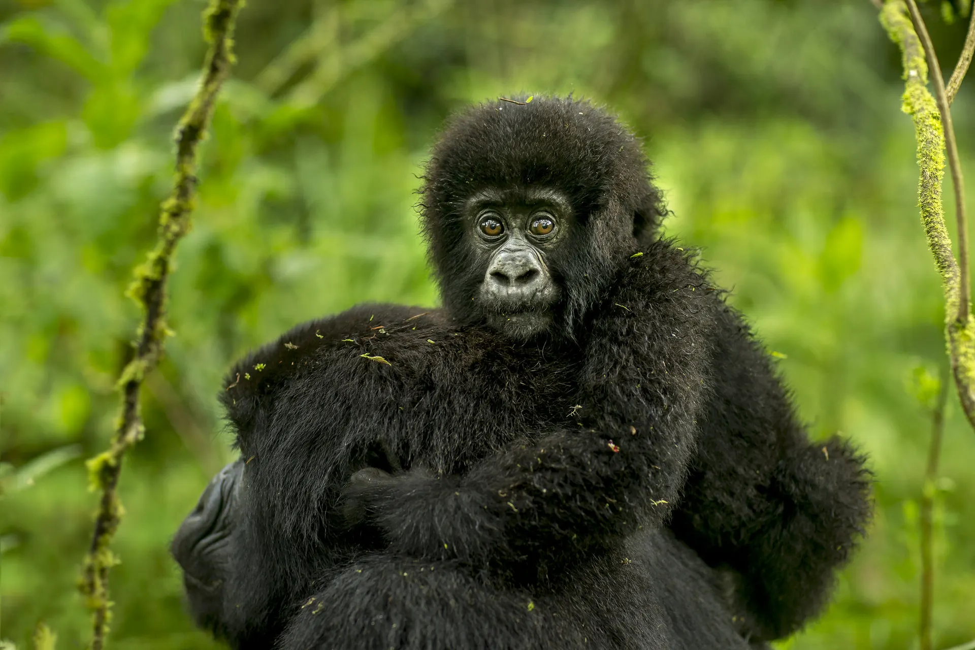 Mountain gorilla trekking in Volcanoes National Park