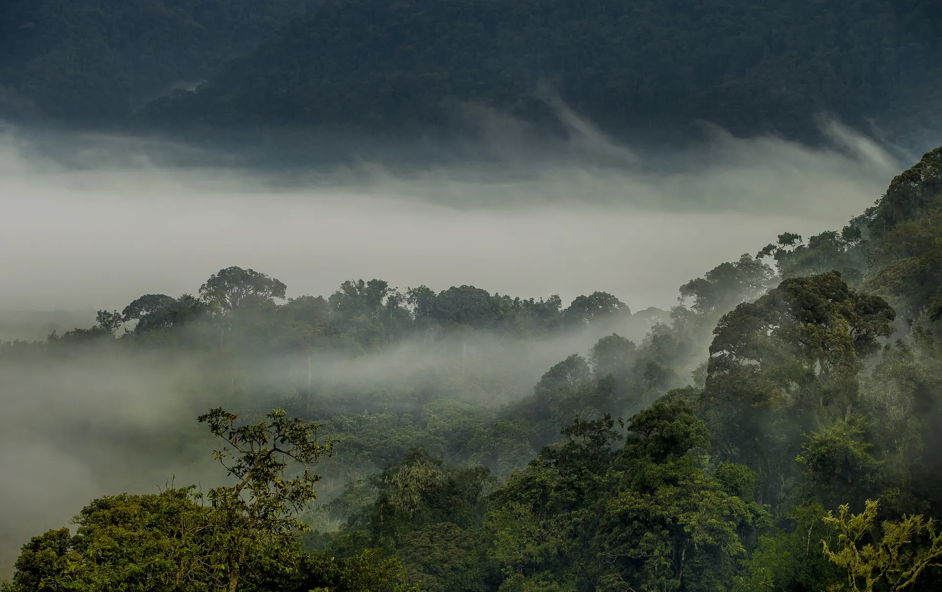 Rwanda primates adventure with Kigali Nyungwe Lake Kivu and Volcanoes