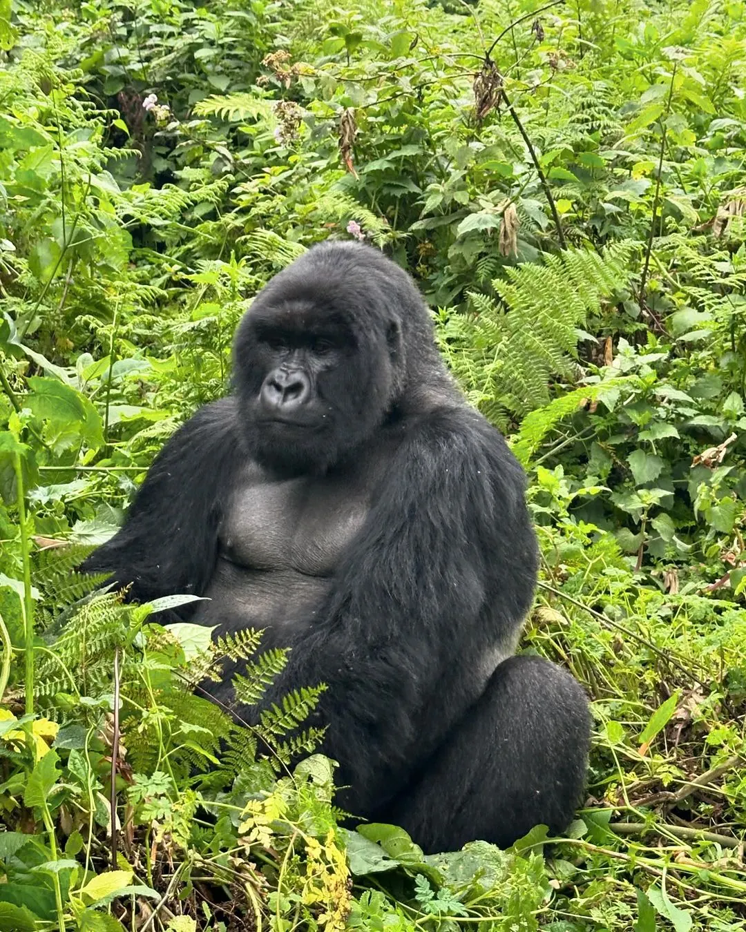 Mountain gorilla in Volcanoes National Park Rwanda