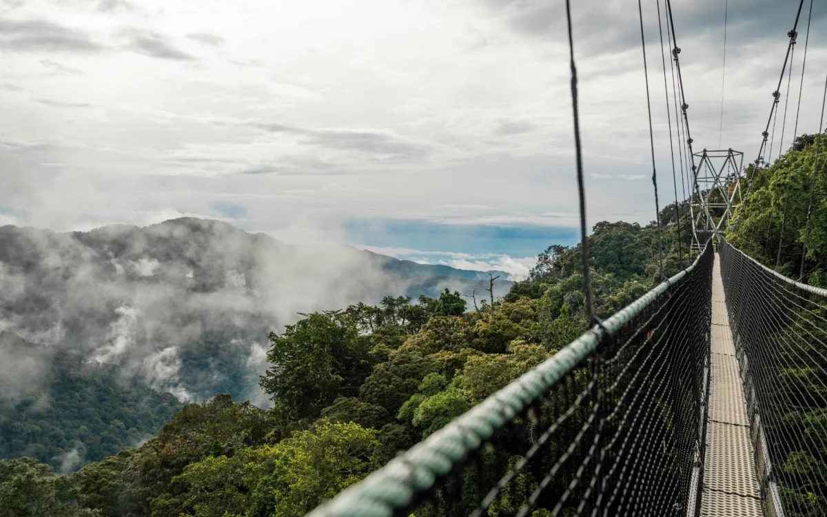 Nyungwe National Park: Rwanda's Ancient Rainforest Where Chimpanzees, Canopies and Cloud Forests Meet