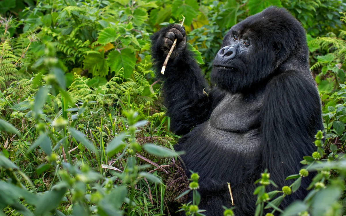 Rwanda Gorilla Trekking Tour | Volcanoes National Park