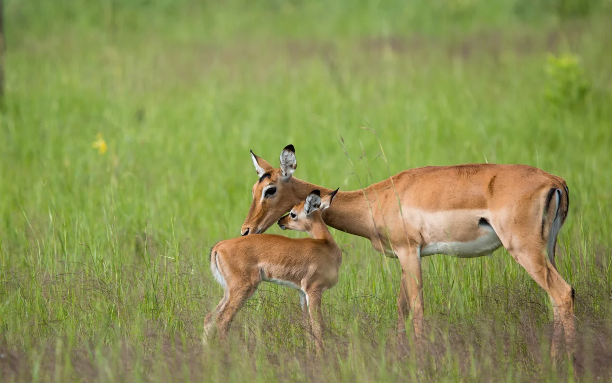Akagera National Park Safari Tour | Big Five & Boat Trips