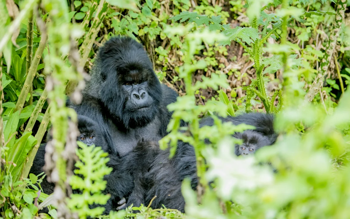 Gorilla Trekking in Rwanda Price: 2026 Permit & Trip Costs